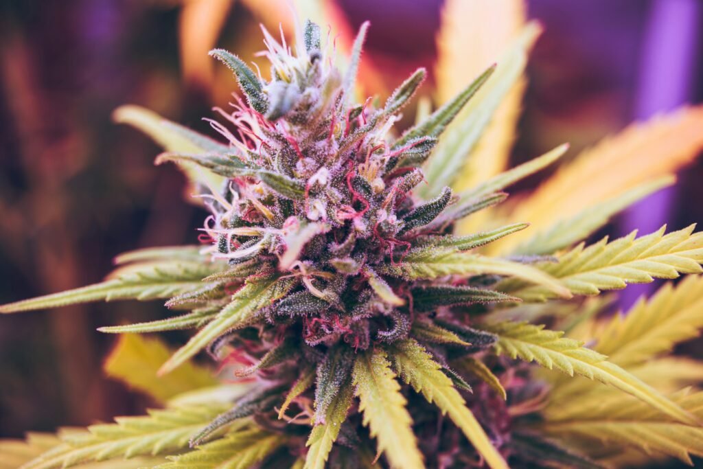Close-up of colourful cannabis flower