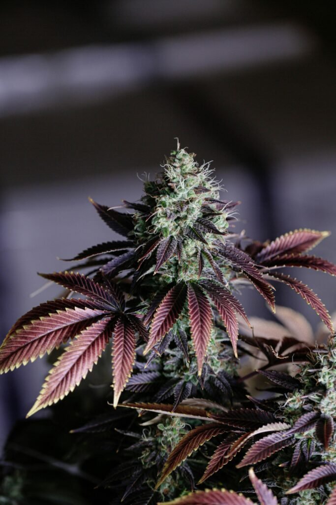 Close-up of purple cannabis flower