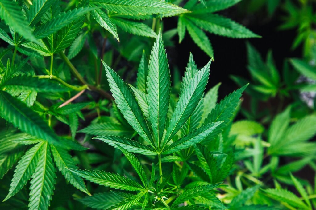 Green cannabis leaves in natural light