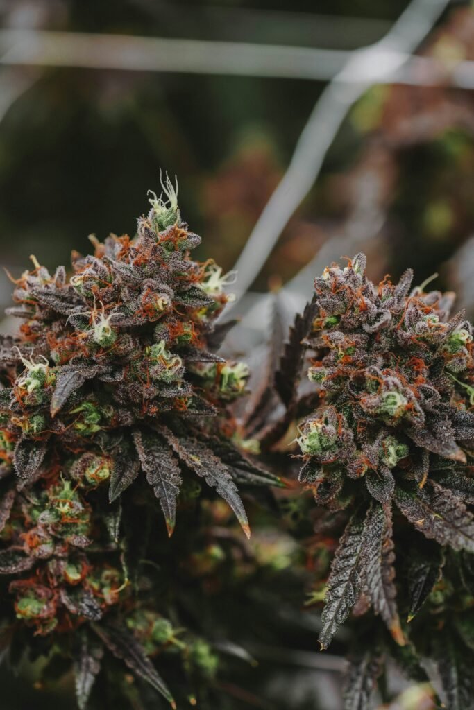 Cannabis flower beside trimming scissors